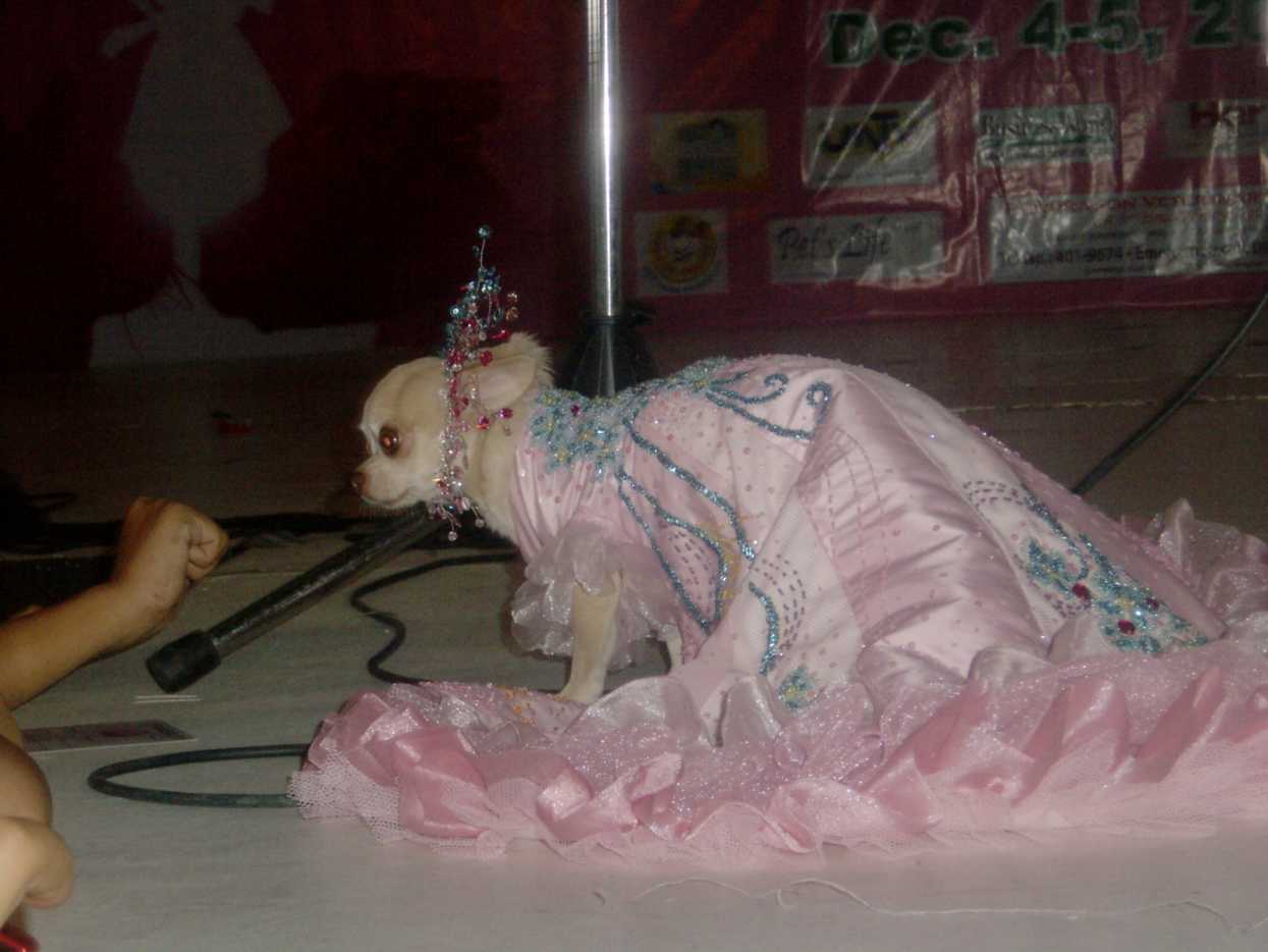All About Dog Fashion Shows PetHelpful