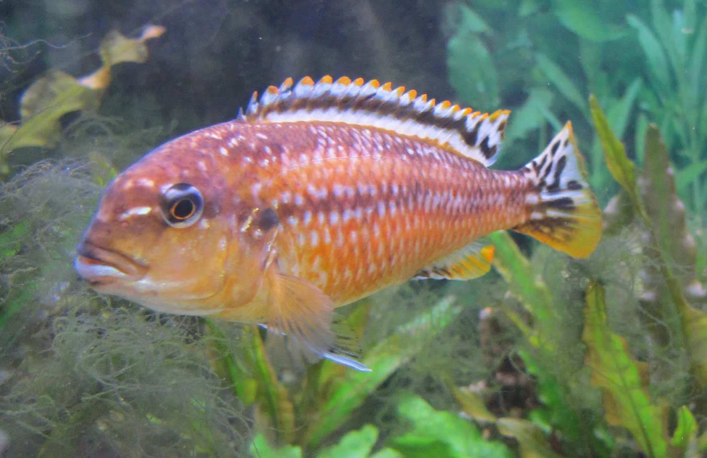 The Best Food for African (Lake Malawi) Cichlids PetHelpful