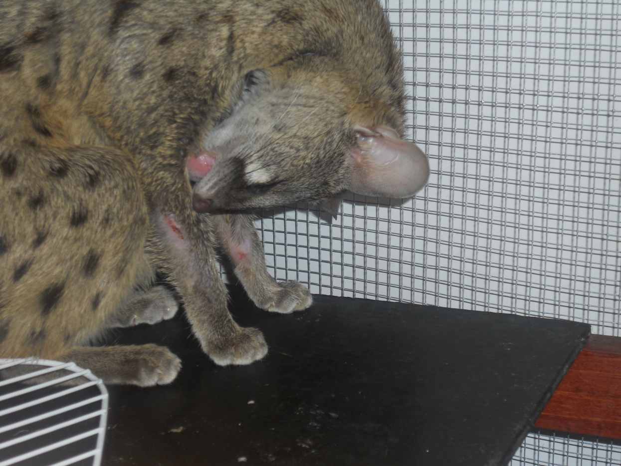 Coconut Oil for Dogs and Cats The Good and the Bad HubPages