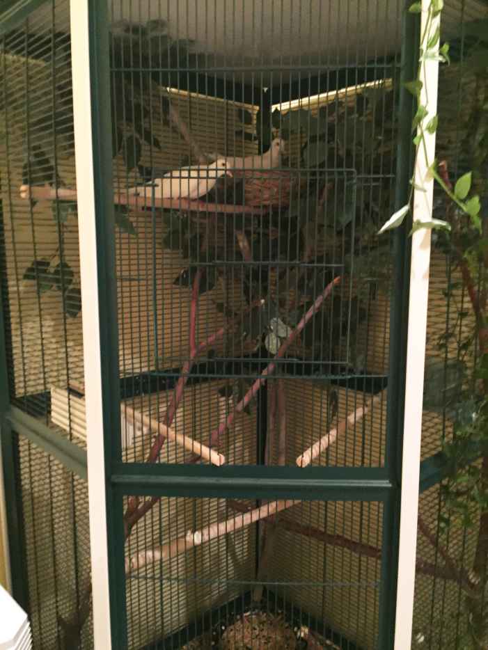 How much do doves cost as a pet?