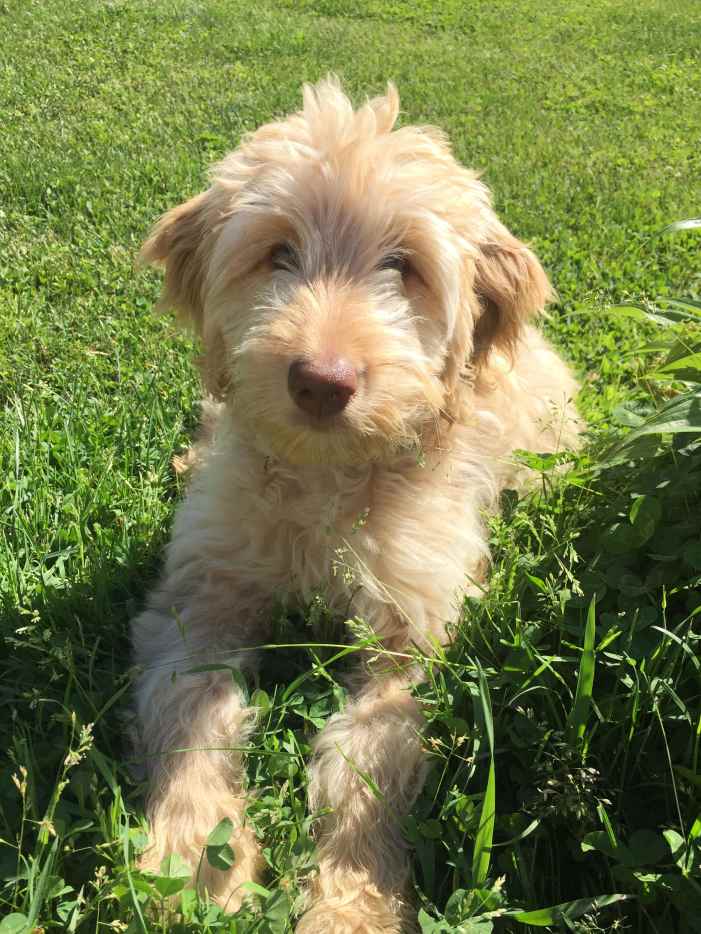 The Double Doodle A Perfect Family Dog PetHelpful