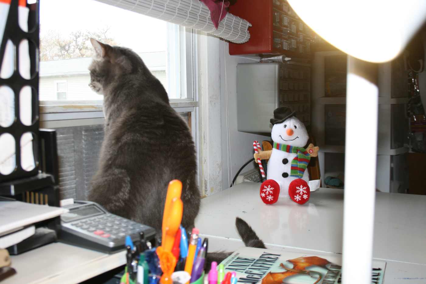 How and Why Animals Respond to Humans PetHelpful