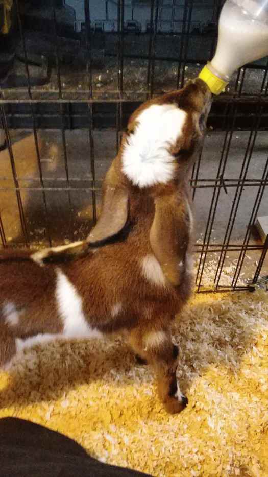 The Pros and Cons of BottleFeeding a Baby Goat PetHelpful