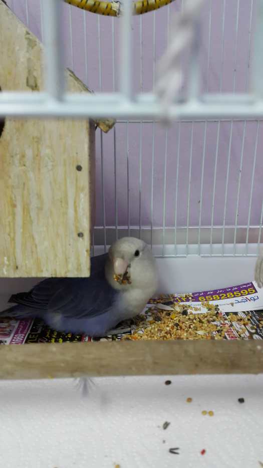 How to Care for Sick Lovebirds Signs and Symptoms PetHelpful