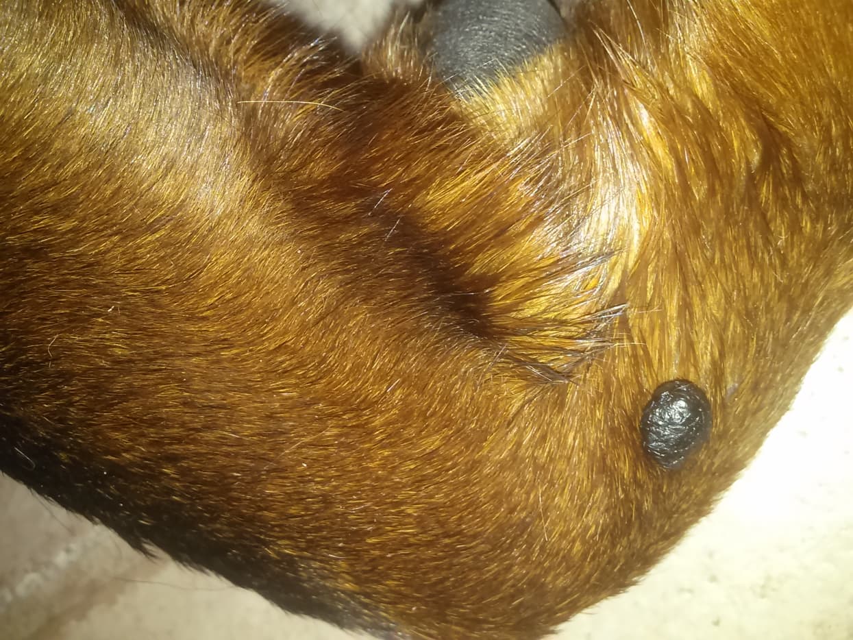What Is That Black Mole on My Dog's Leg? - PetHelpful