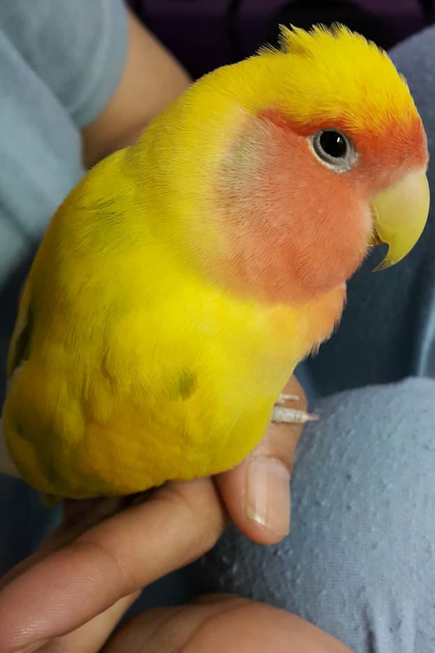 Hand-Raising a Baby Lovebird: A Personal Experience - PetHelpful