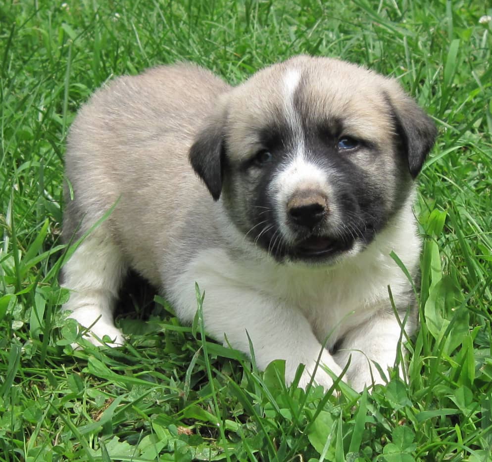 Anatolian Shepherd/Great Pyrenees Cross: A Great Livestock Guard Dog ...