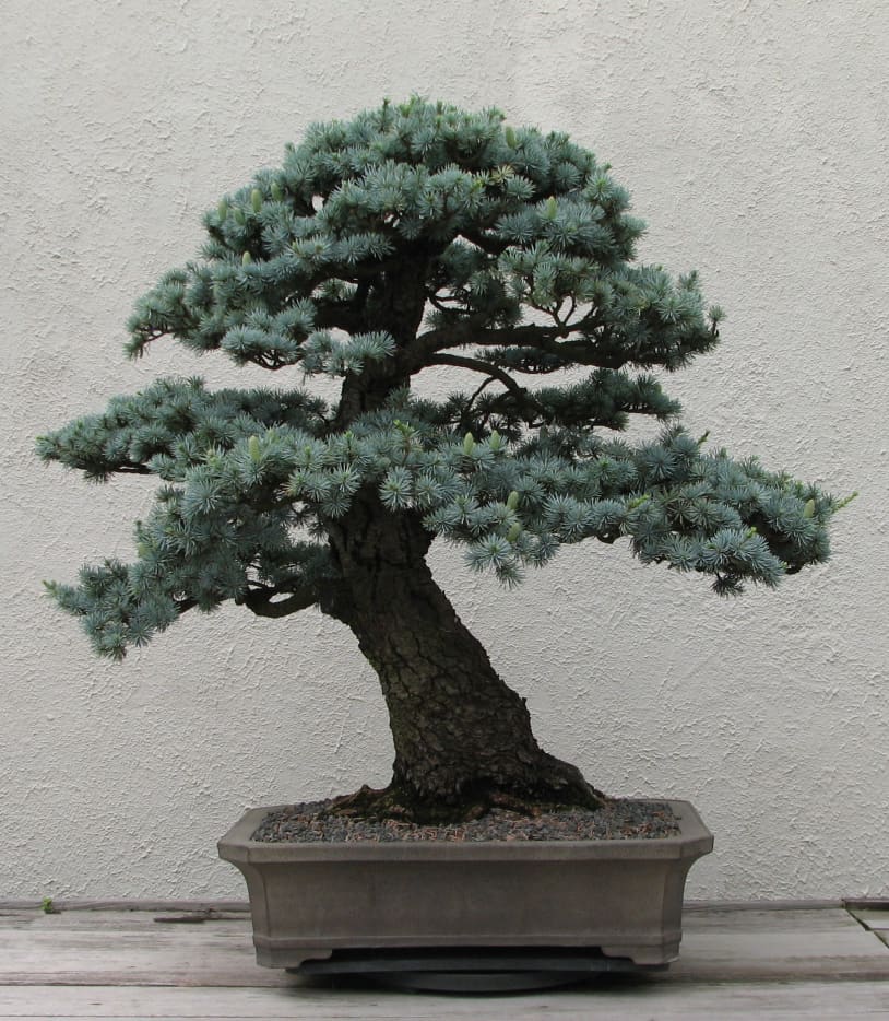 How to Take Care of a Bonsai Tree - Dengarden - Home and ...