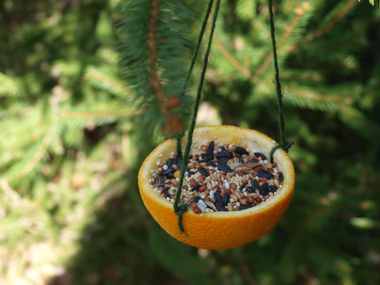 4 Easy, EcoFriendly Biodegradable Bird Feeders