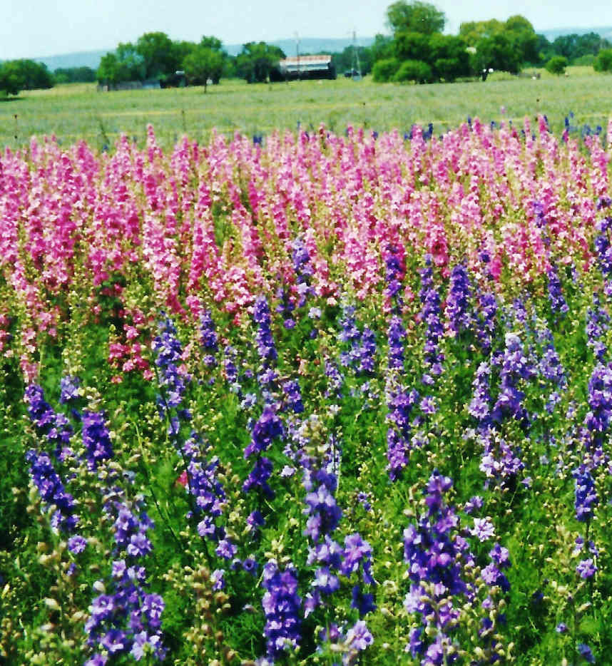 Wildseed Farms Fields of Wildflowers in Fredericksburg, Texas