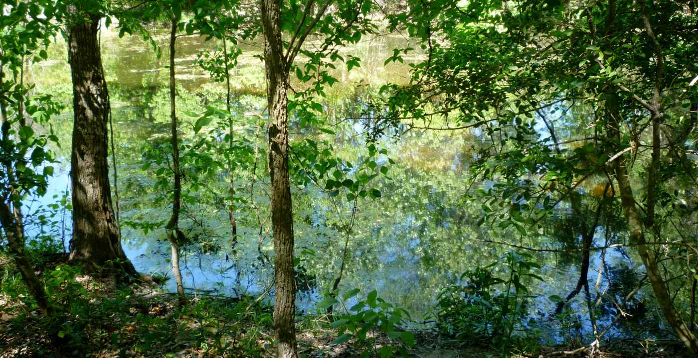 Little Cypress Creek Preserve Wildlife Habitat in Cypress, TX