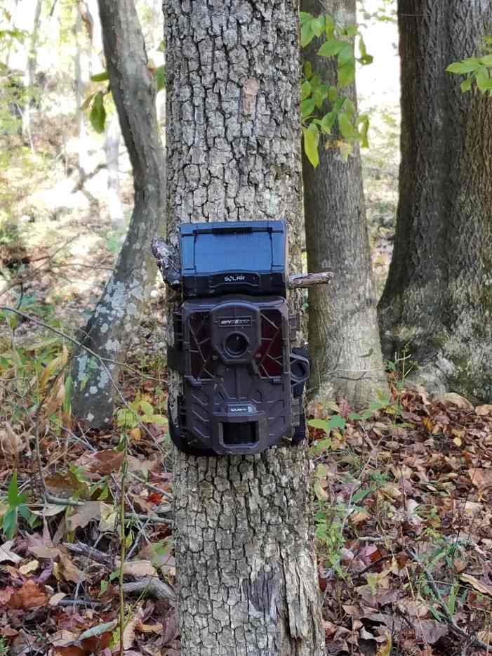 Backyard Wildlife Viewing A Trail Camera Comparison SkyAboveUs