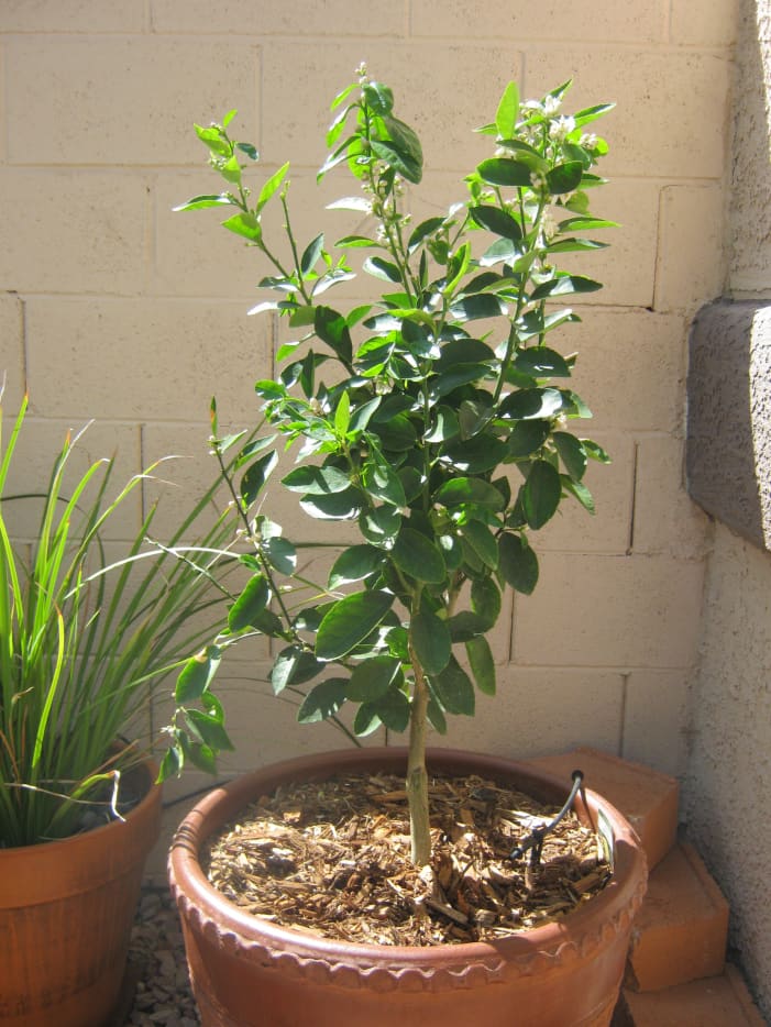 Growing A Bearss Lime Tree - HubPages