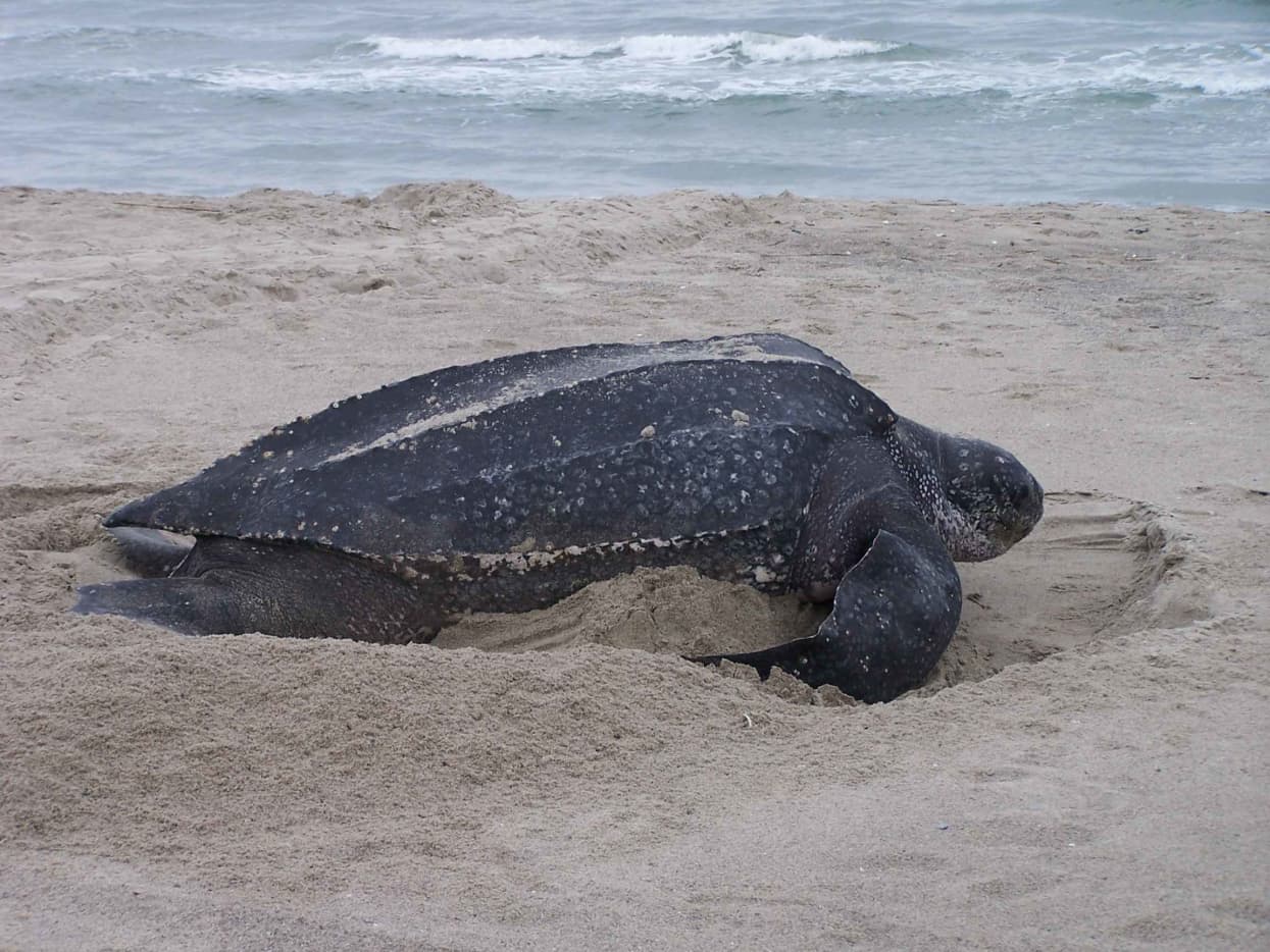 Leatherback Sea Turtle - A Critically Endangered Species - HubPages