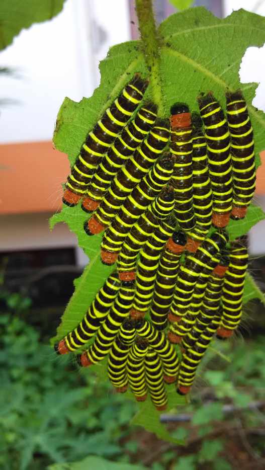 Caterpillars of India A Photo Guide to Common Species Owlcation