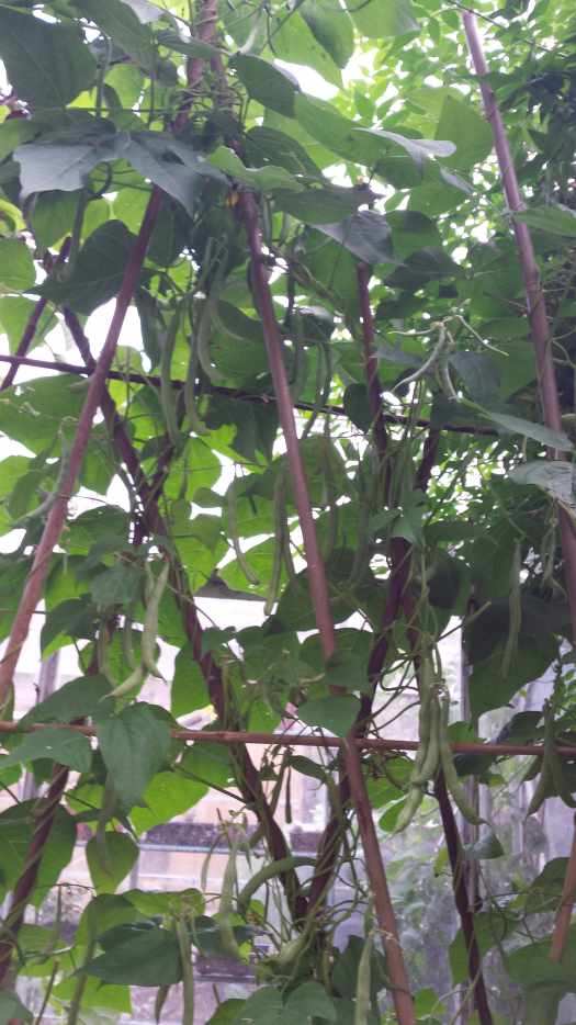 How to Grow Climbing French Beans Dengarden