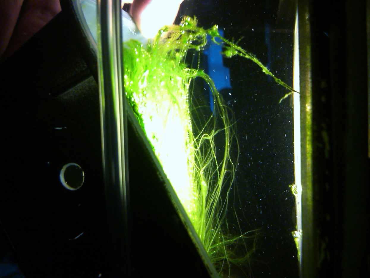 (UAS) DIY Freshwater Upflow Algae Scrubber algaescrubber HubPages