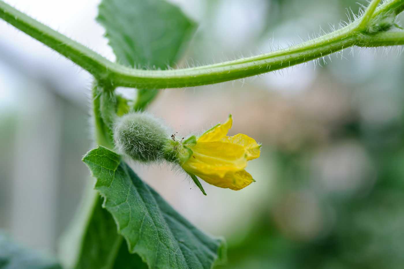 дыня растение. дыня цветет. дыня цветет. дыня на траве. арбуз цветение завязь.