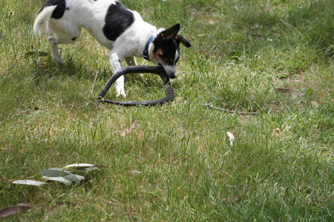 My Dog Kills Snakes In My House and Yard HubPages