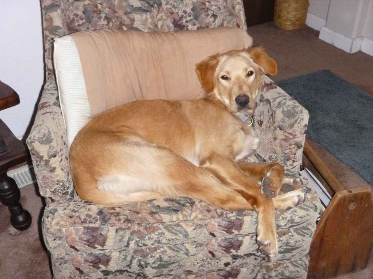 When Your Dog Injures the Tip of Its Tail: A Simple, Homemade Remedy