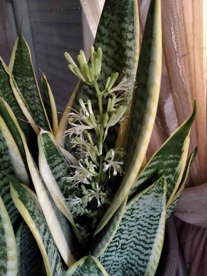 How to Get Your Snake Plant to Bloom Fast With Images of Flowering