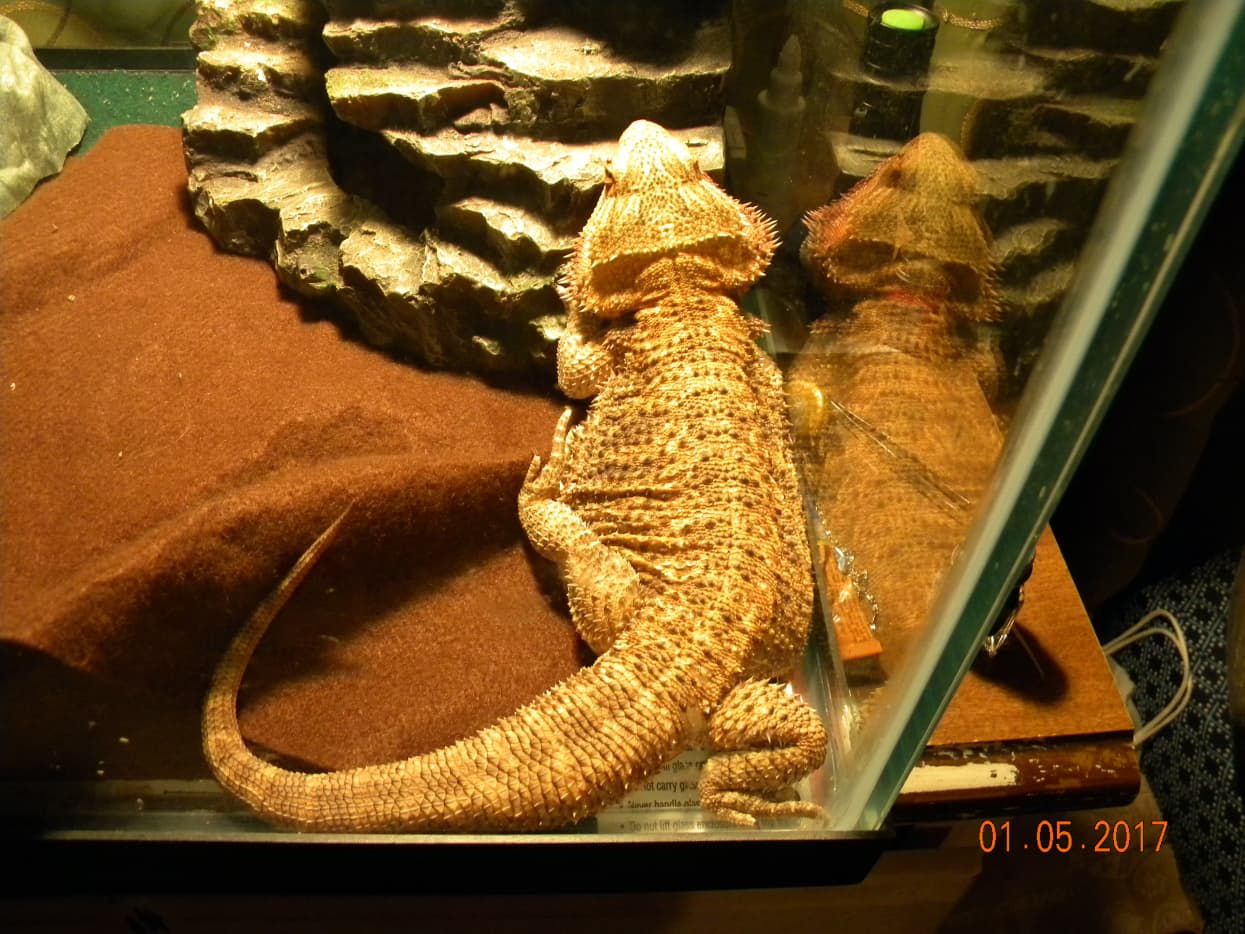 7-Step Bearded Dragon Care Guide - PetHelpful