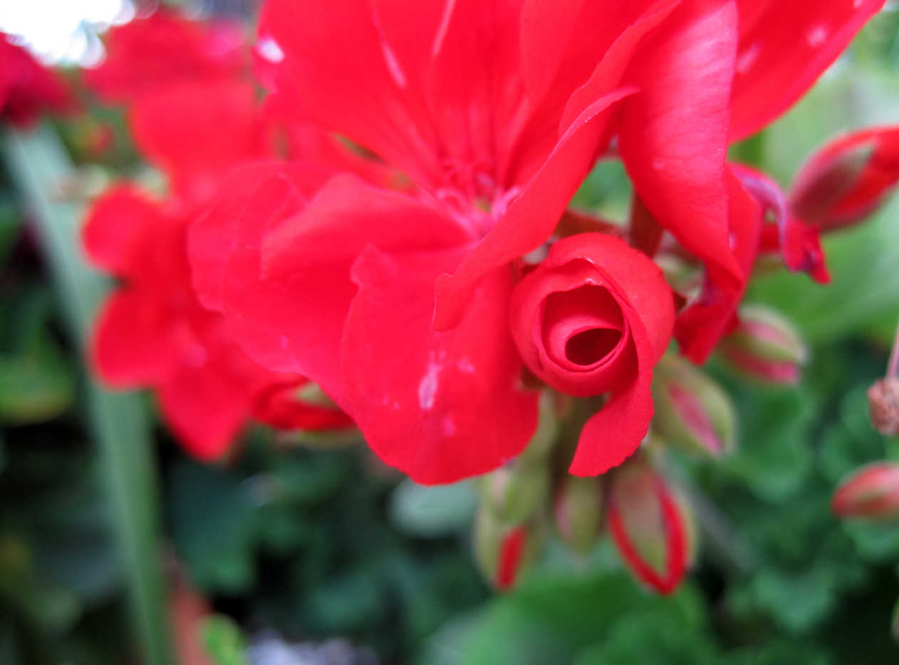 How to Photograph Flowers Smartphone and Point and Shoot Macro