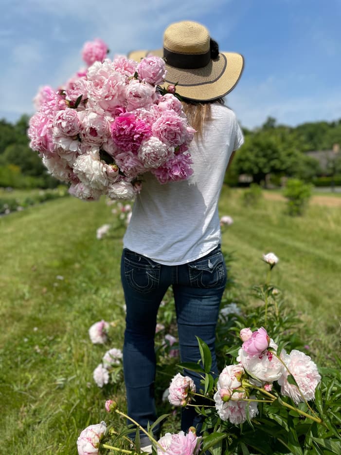 How to Plant Peony Tubers in the Fall - Dengarden