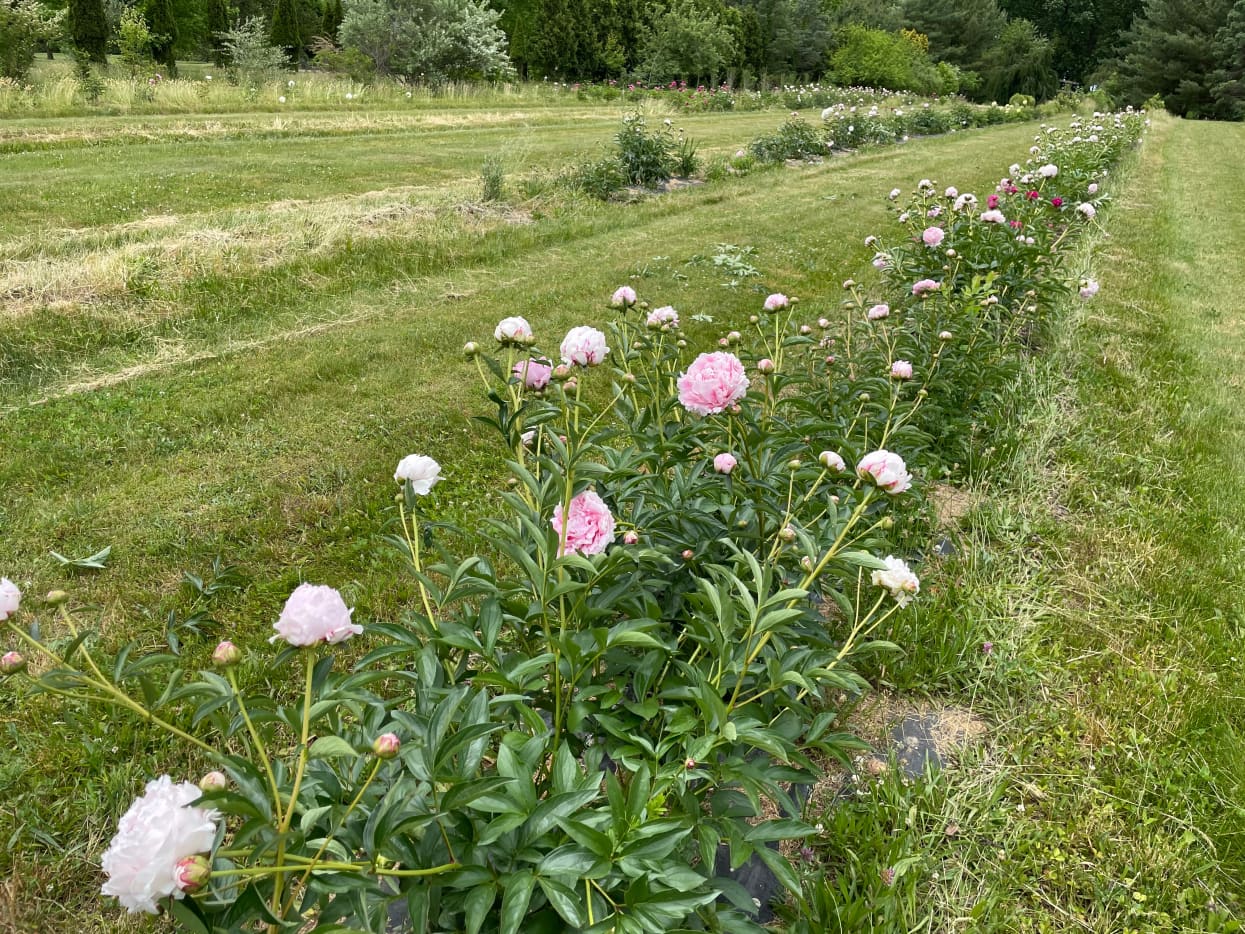 How to Plant Peony Tubers in the Fall - Dengarden