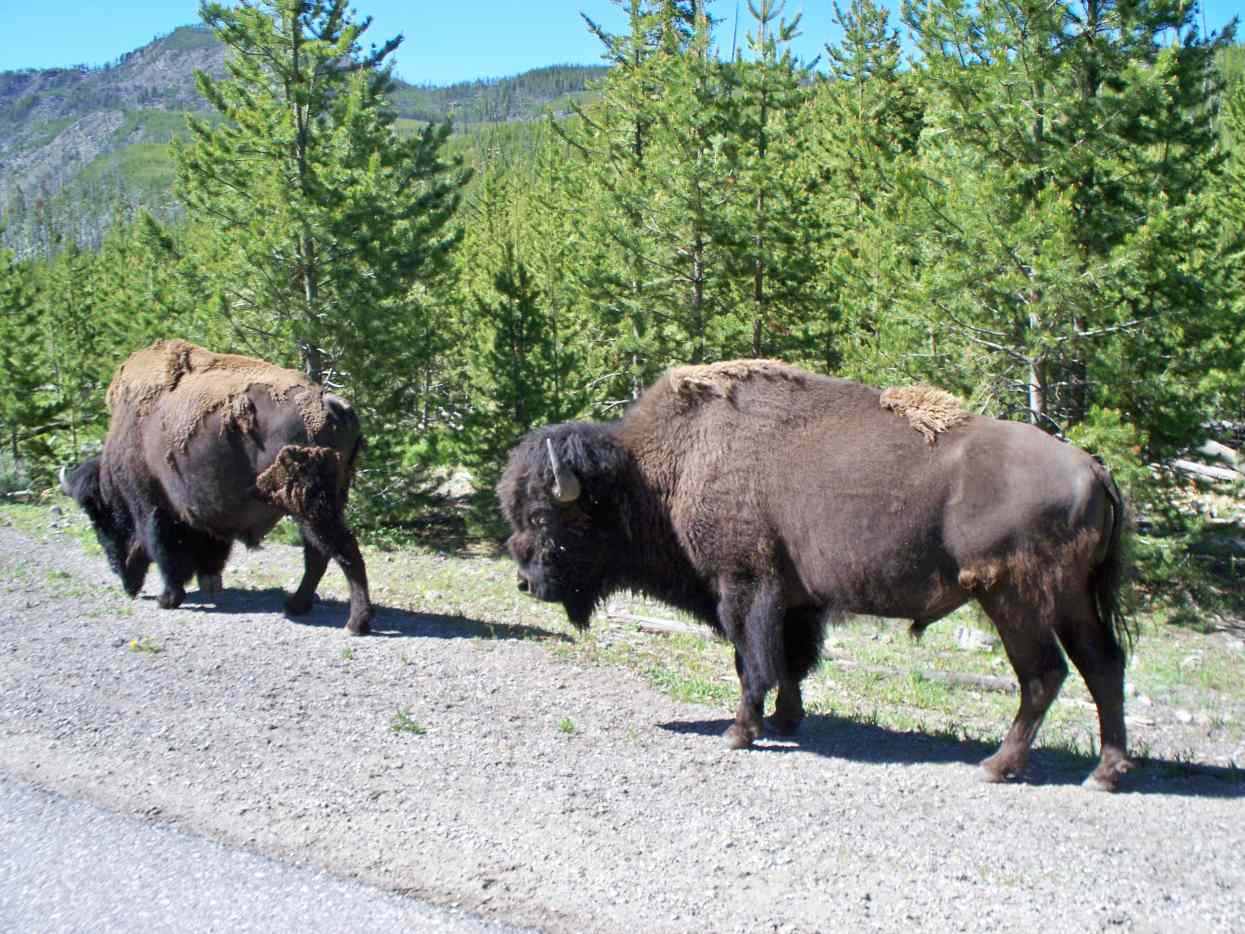 Types of Wildlife in Yellowstone National Park HubPages