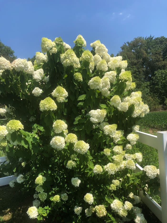 Why Isn't My Limelight Hydrangea Blooming? - Dengarden