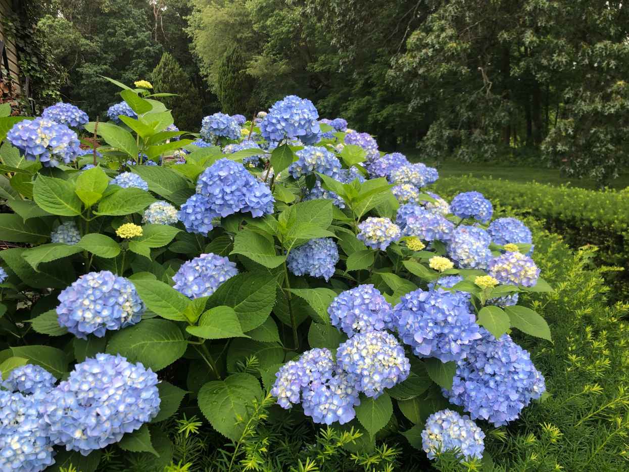 Why Isn't My Limelight Hydrangea Blooming? Dengarden