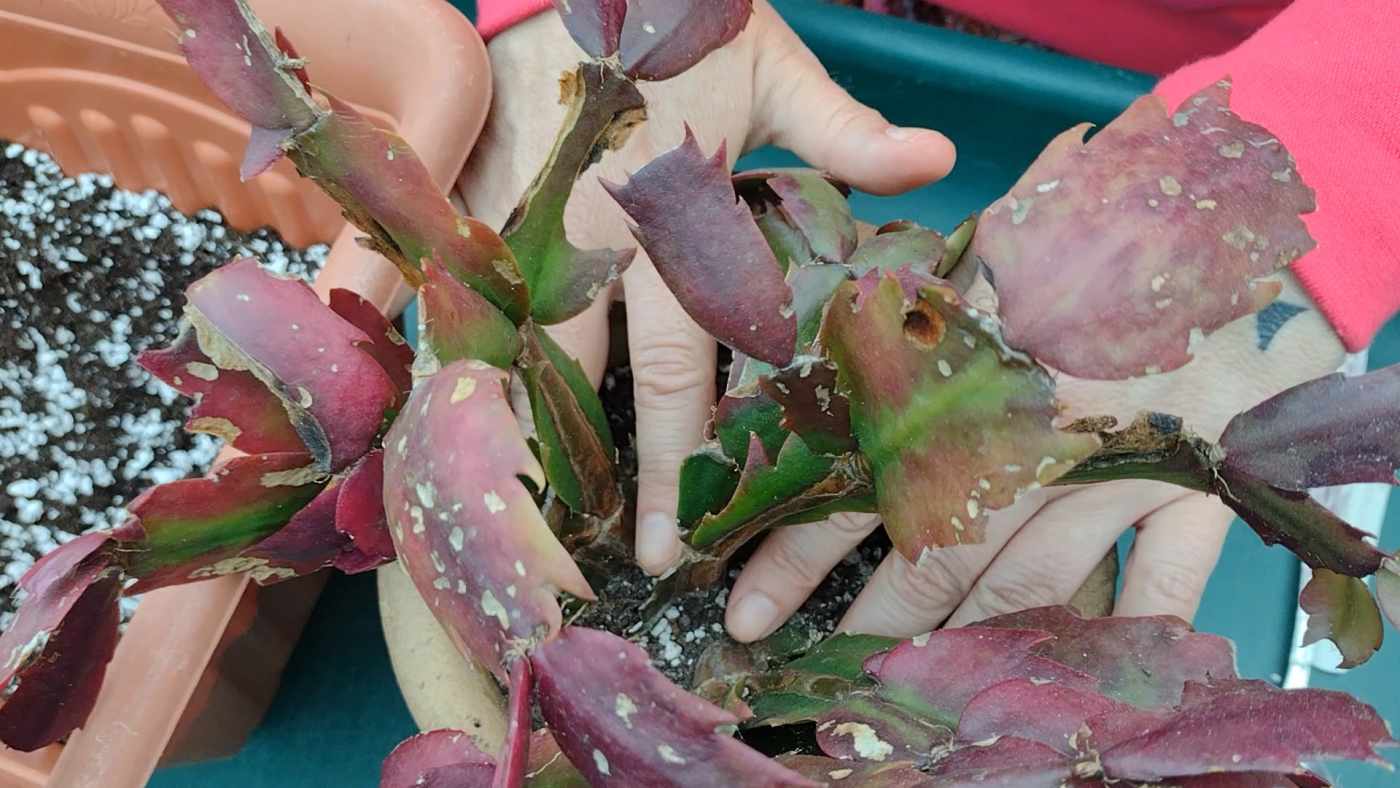 How to Repot a Christmas Cactus or Thanksgiving Cactus Dengarden