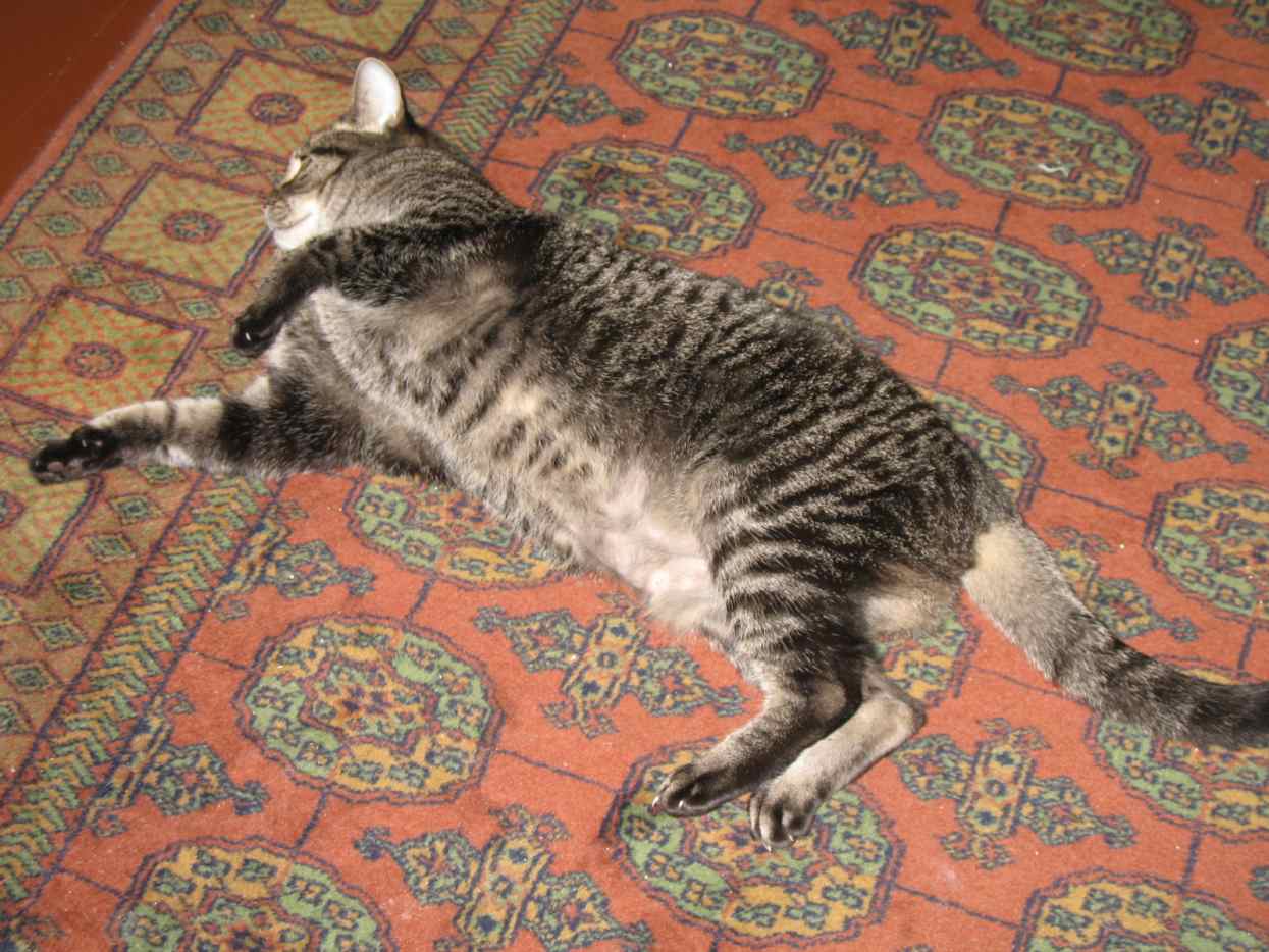 Entertain Your Cat HubPages