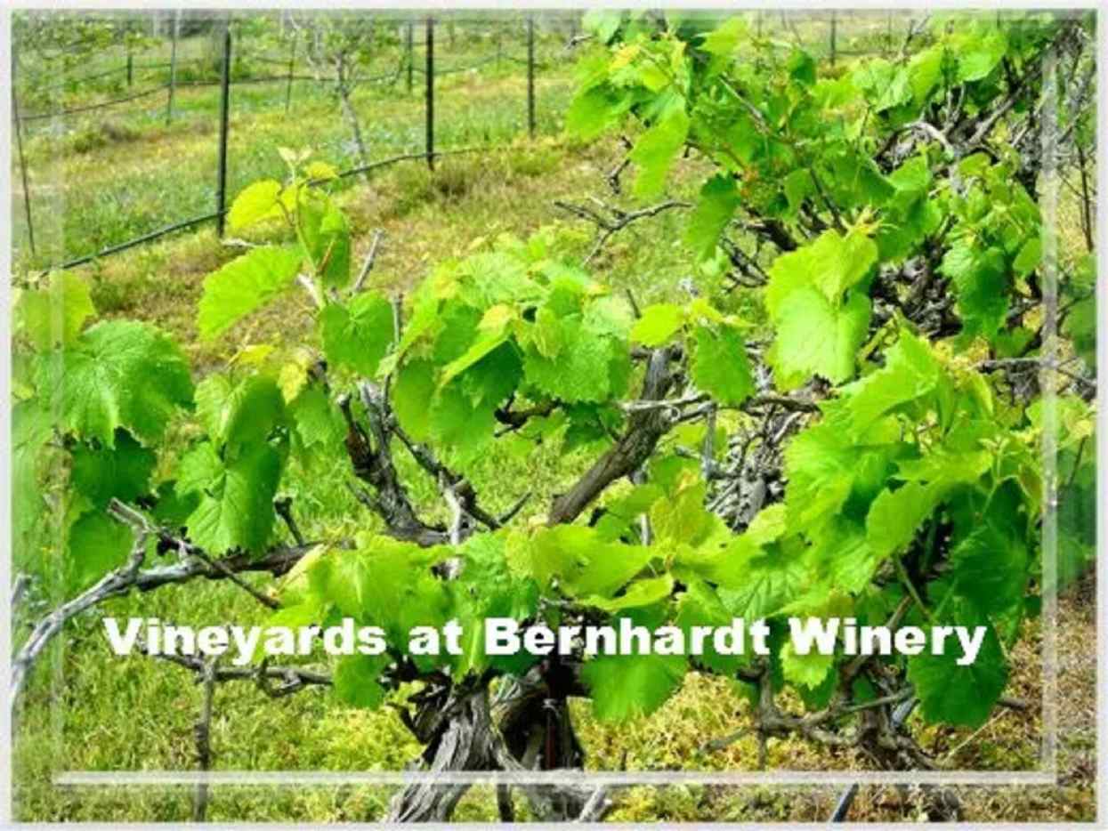 Bernhardt Winery Pictures Texas Wine Trail WanderWisdom