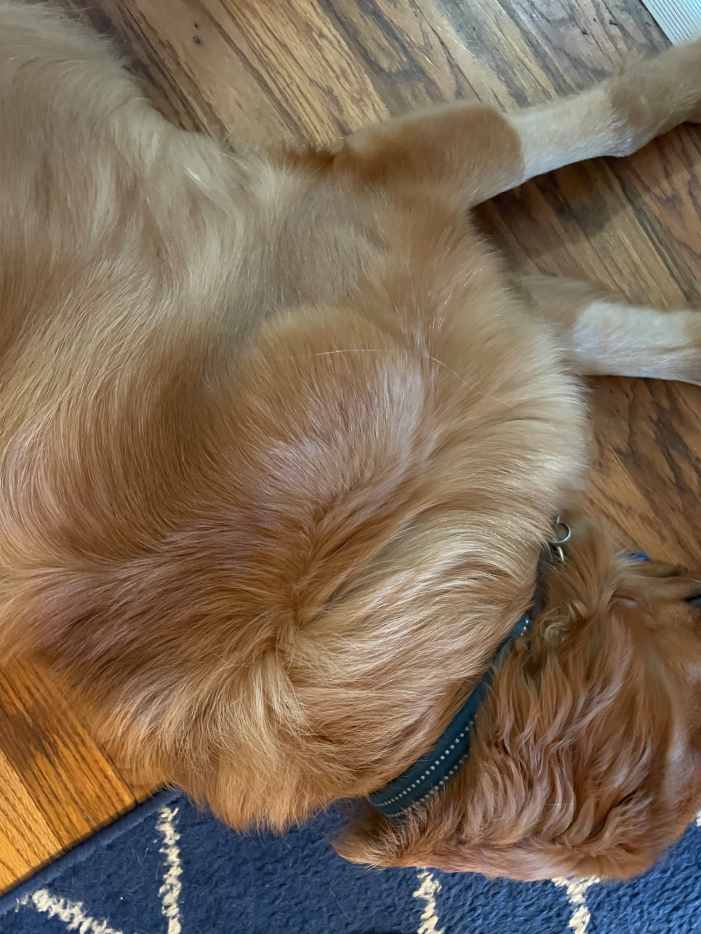 Does My Dog Have Puppy Strangles or IMPA? PetHelpful