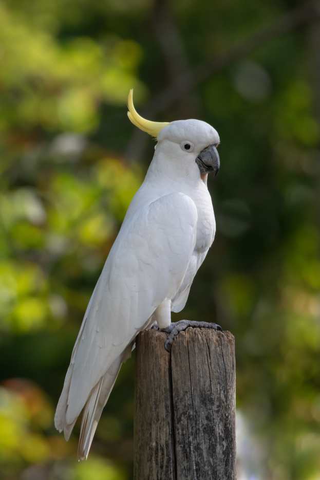 Exploring the Fascinating World of Cockatoos HubPages