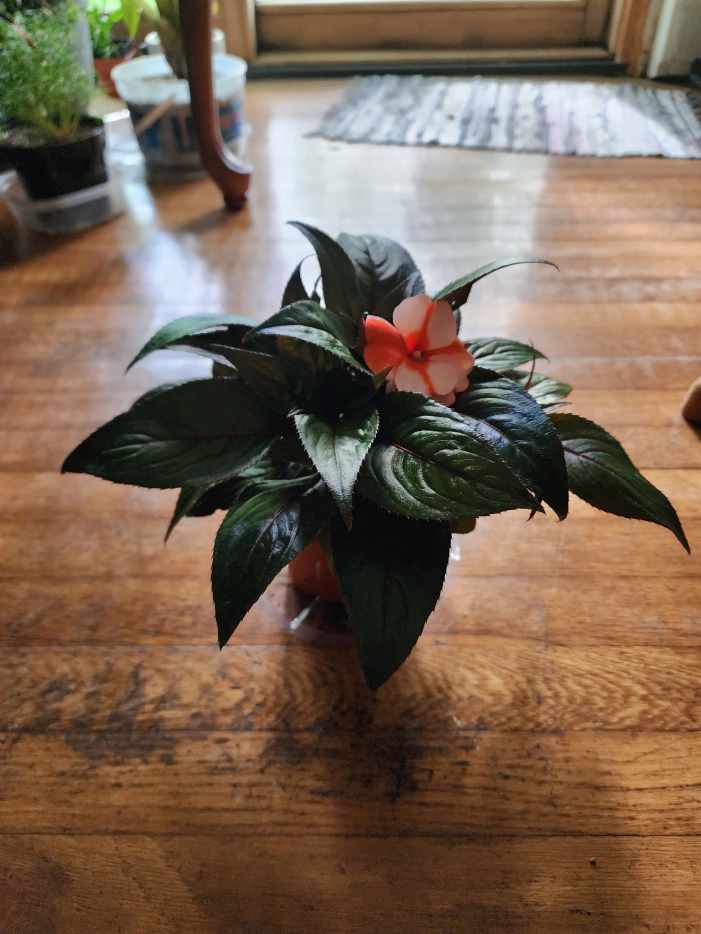 How to Grow New Guinea Impatiens Indoors Dengarden