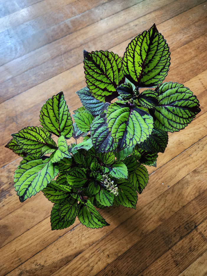 How To Grow Coleus Indoors - HubPages