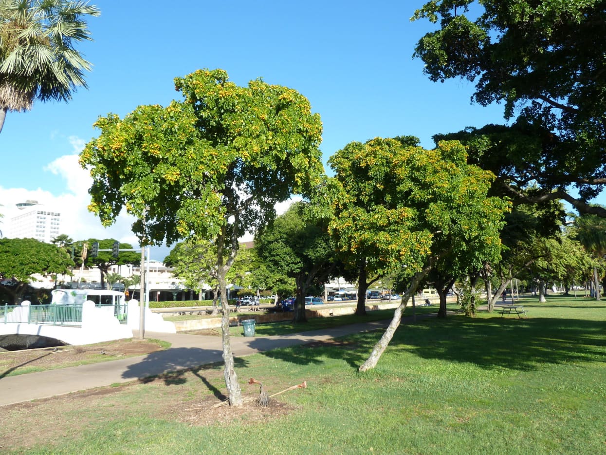 6 Hardest Trees in the World (With Photos) Owlcation
