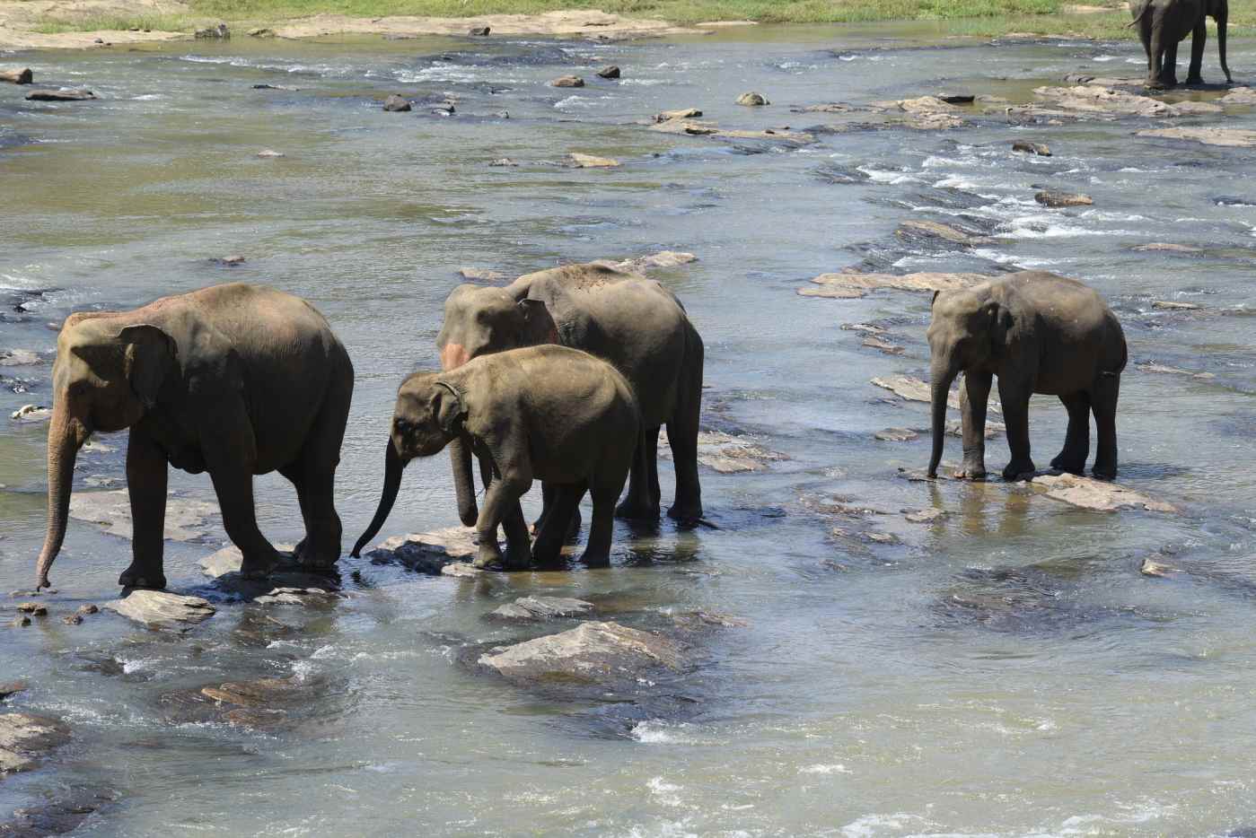 Elephants Facts and Info About Their Special Characteristics Owlcation