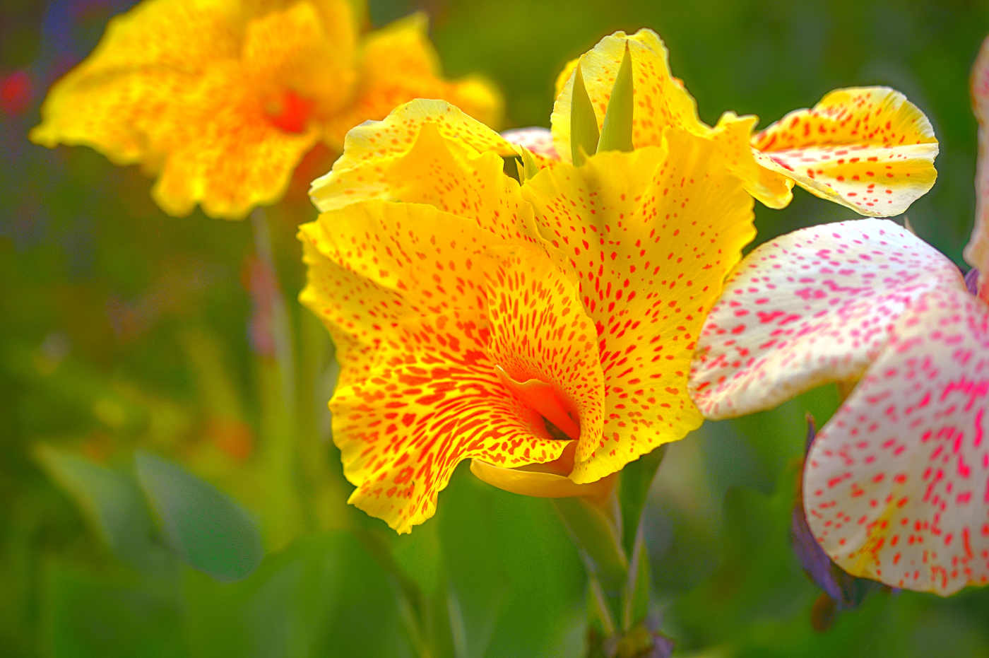 How to Grow Canna Lilies From Seed Dengarden