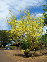 Characteristics of the Medicinal Amaltas Tree - RemedyGrove