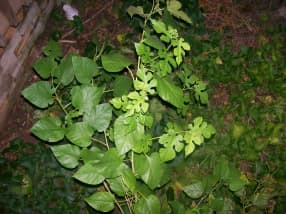 Due alberi di erba più grandi, intrecciati.