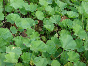 Les feuilles du Malva parvlifora.