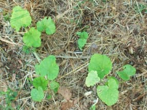 How to Grow Hollyhocks in Atlanta (and Harvest Their Seeds) - Dengarden