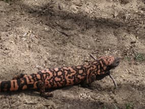 Gila-Monsters kunnen snel bijten en hardnekkig vasthouden.