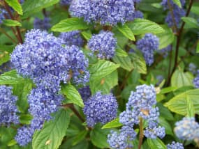 California lilac (Ceanothus arboreus) trewithen blue, uma das 60+ espécies desta planta de baixa manutenção, sempre verde.