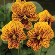  Este estilo de pansies lápis laranja e preto é um dos meus favoritos.