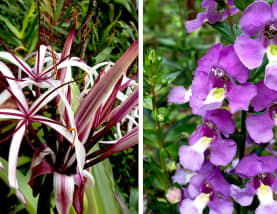 How to Plant a Garden With Purple Tropical Flowers - Dengarden